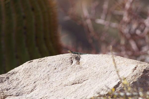 Santa Catalina Side-blotched Lizard