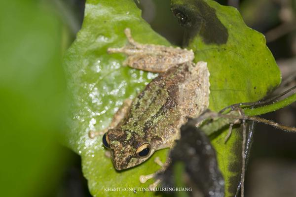 Boulenger's Bushfrog