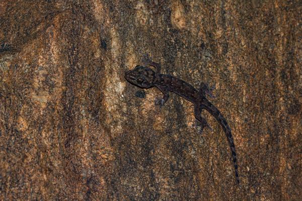 Gorongosa Rock Gecko