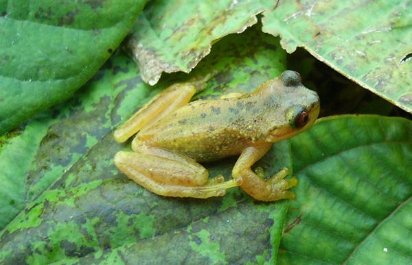 Volcan Barba Tree Frog