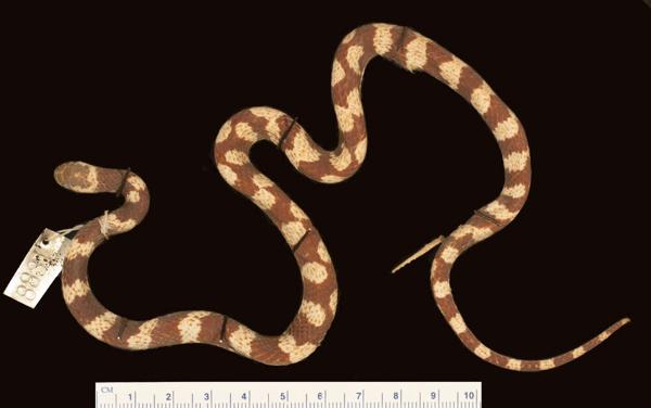 Boulenger's False Coral Snake
