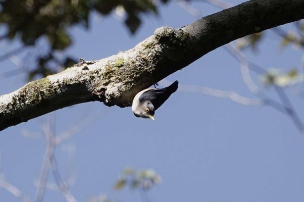 Yellow-billed Nuthatch