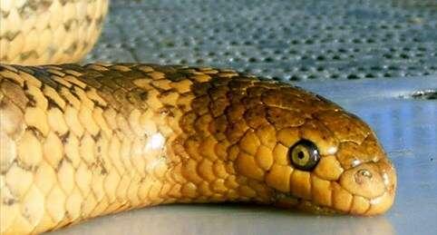 Mosaic Sea Snake