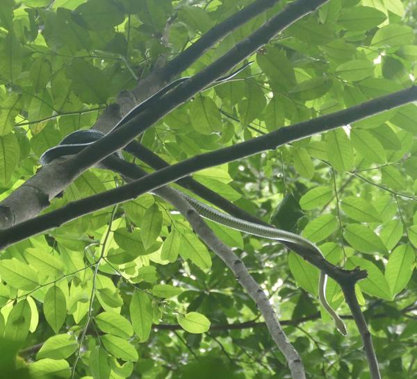 Celebes Black-Tailed Ratsnake