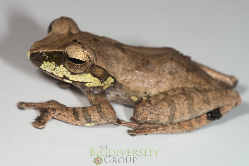 Orlov's Treefrog