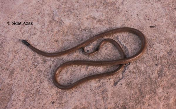 Indian Coral Snake