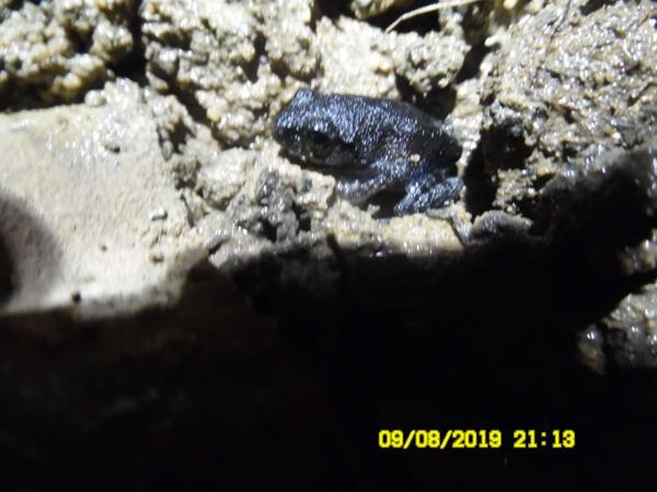 Blue-eyed Litter Frog