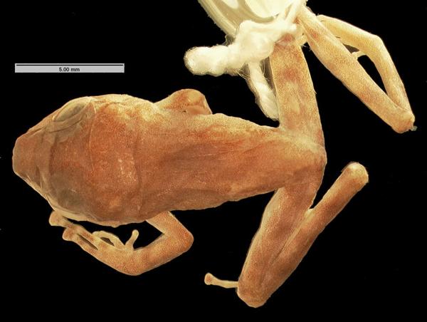 Dunn's Robber Frog