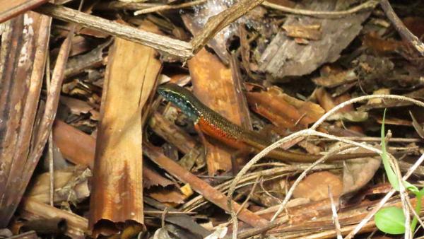 Blue-grey-throated Rainbow Skink