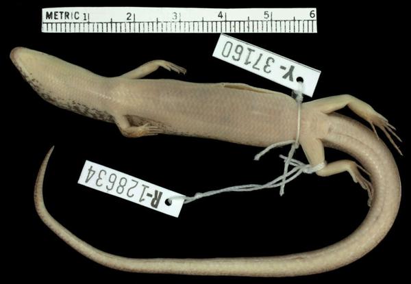 Brown-tailed Bar-lipped Skink