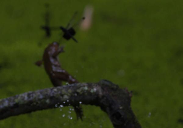 Limnonectes jarujini
