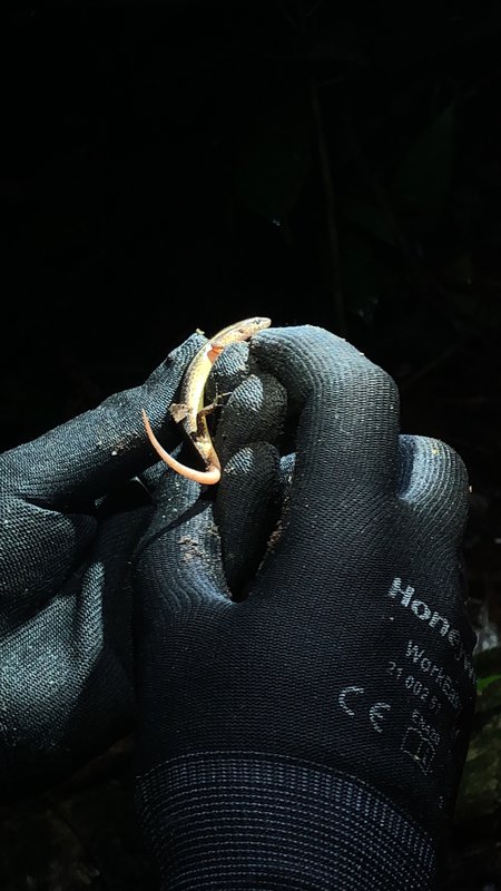 Yersin's Forest Skink