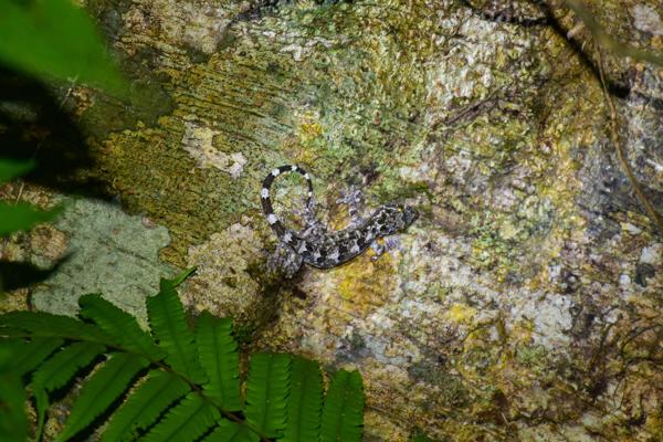 Palm Gecko