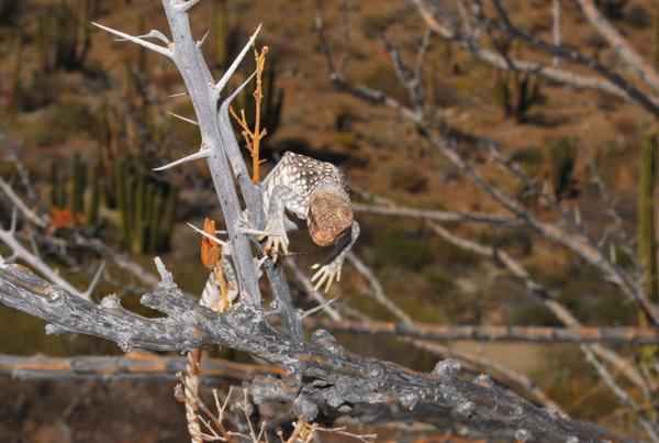 Santa Catalina Island Desert Iguana