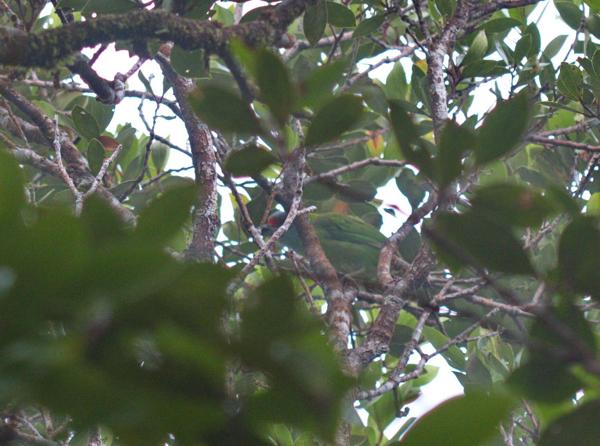 Turquoise-throated Barbet