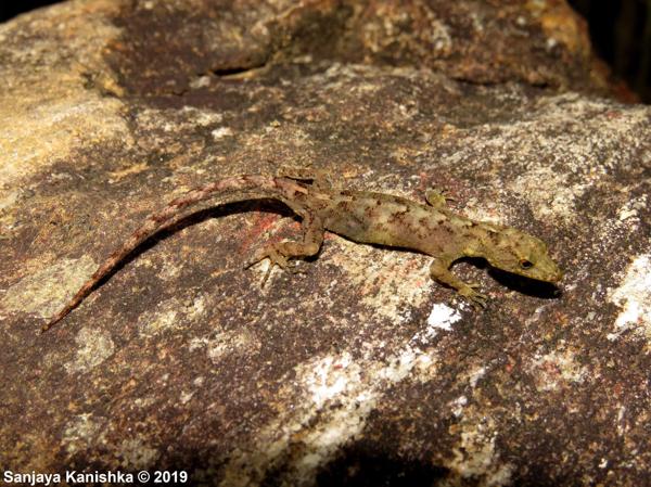 Rakwana Round-eyed Gecko