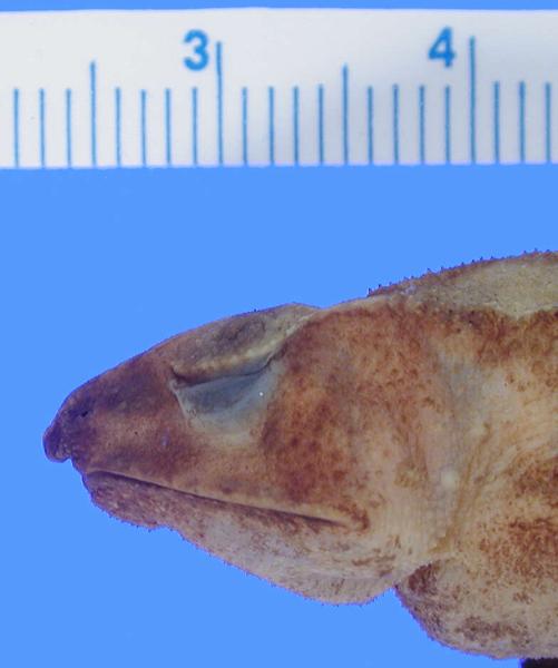 Cerro Mali Beaked Toad