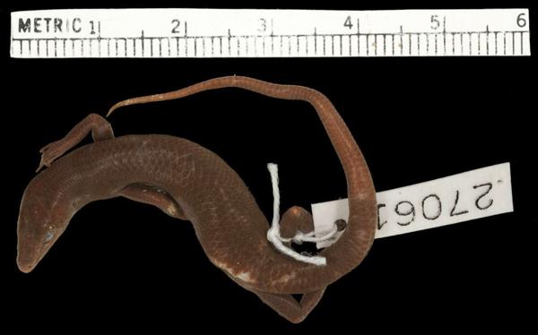 Flores Snake-eyed Skink