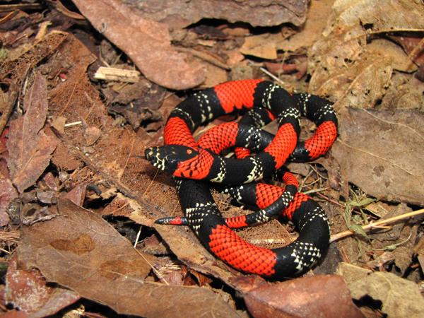São Paulo False Coral Snake