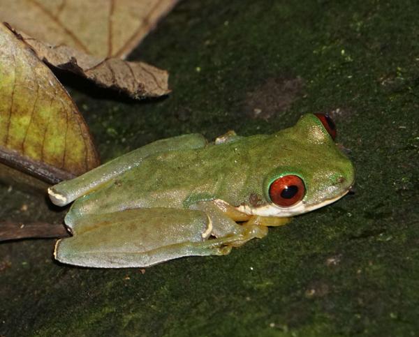 Honduran Brook Frog