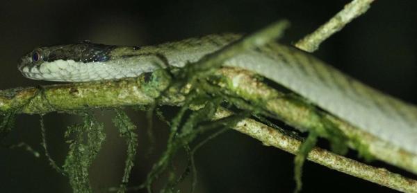 Lined Forest Snake