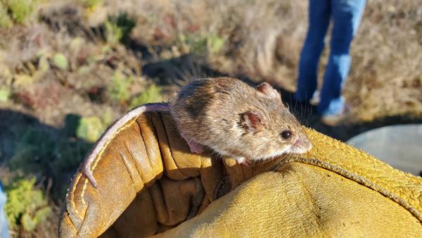Plains Harvest Mouse