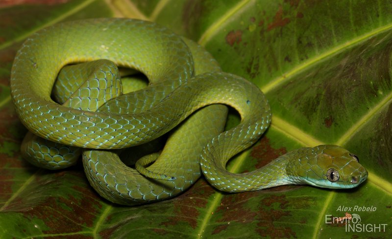Günther's Green Tree Snake