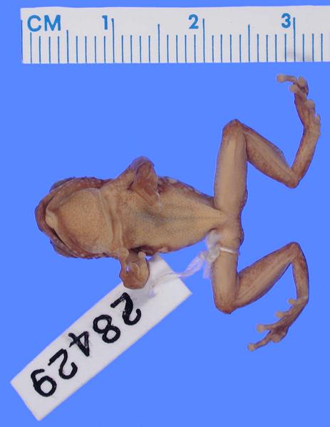 Secteur Munsenene Reed Frog