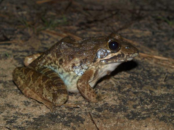 Moyer's River Frog