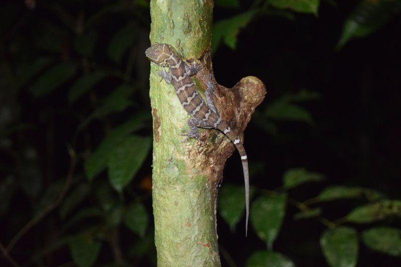 Yoshi's Bow-fingered Gecko
