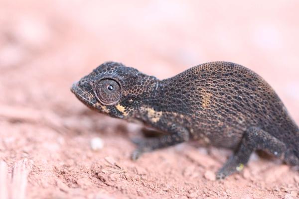 Kigezi Highlands Chameleon