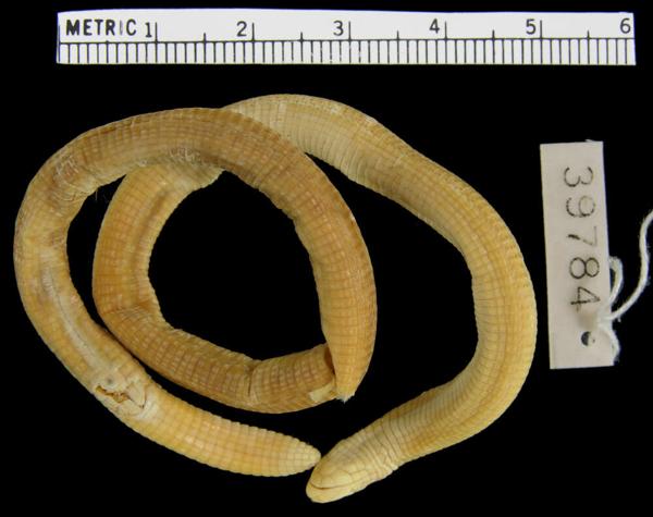 Amphisbaena spurrelli