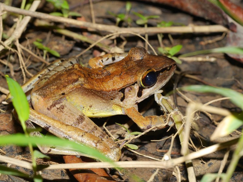 Sumatra Huia Frog