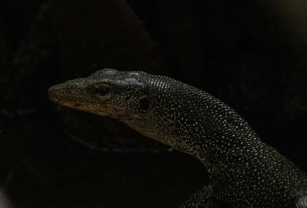 Rainer Günther’s Monitor