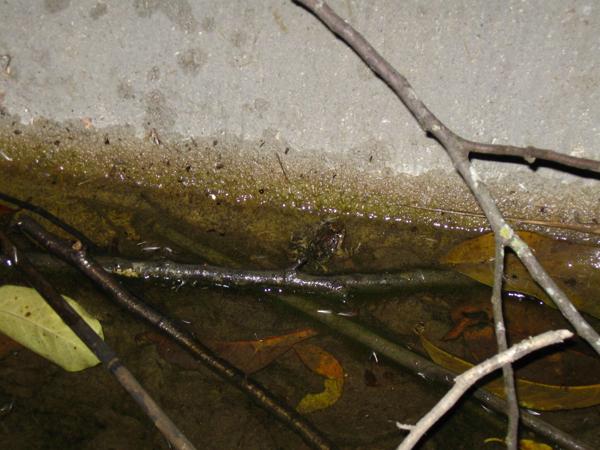 Ban Khun Klang Wart Frog