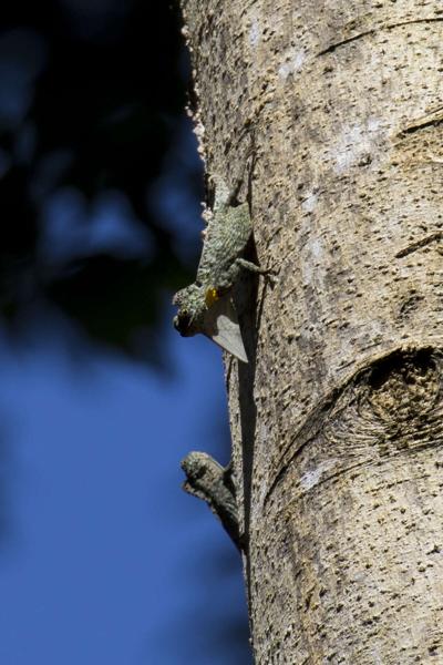 Crested Flying Dragon