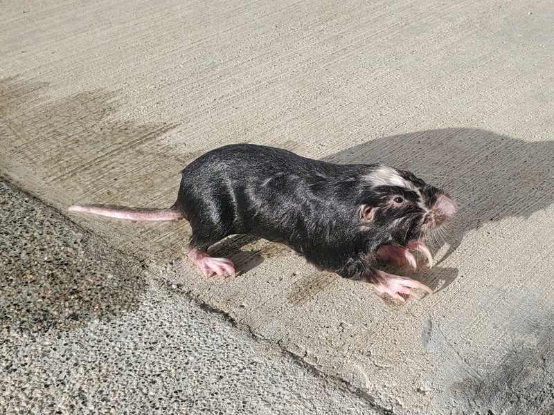 Nicaraguan Pocket Gopher