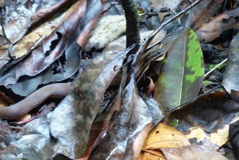 Schlegel’s Crown Snake