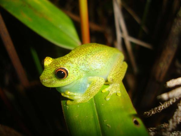 La Escalera Tree Frog