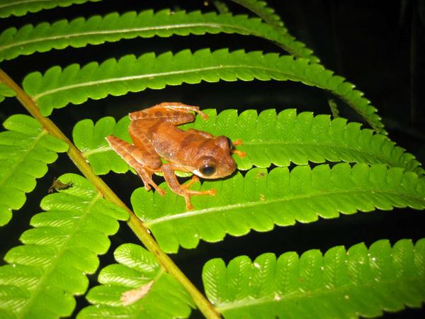 Indonesian Parachuting Frog