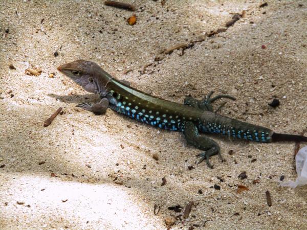 Jamaica Ameiva