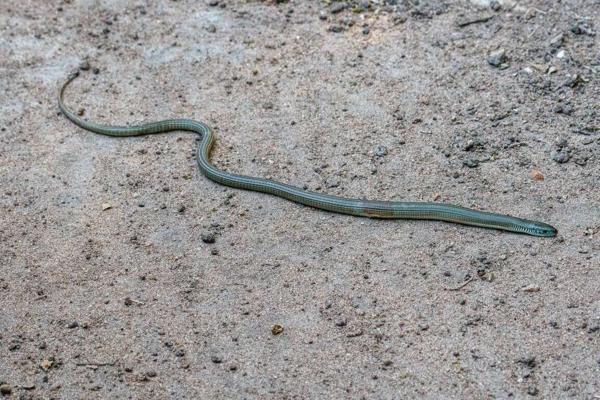 African Long-tailed Seps