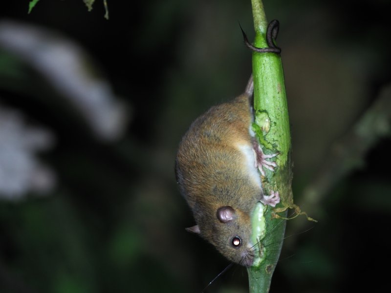 Mount Pirri climbing mouse