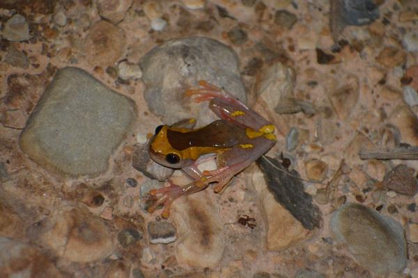 Rurrenabaque Tree Frog