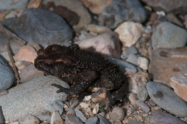 Bony-headed Toad