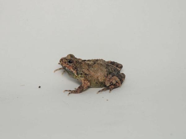 Guayaquil Dwarf Frog