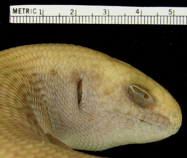 Great Desert Skink