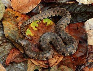 Hagmann's Keelback