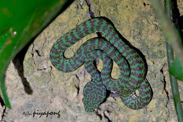 Beautiful Pitviper