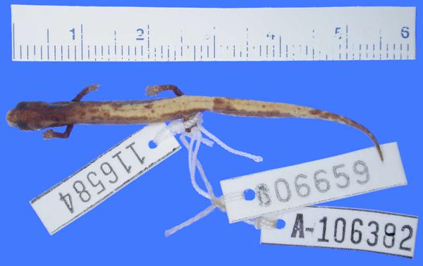 Dwarf Climbing Salamander
